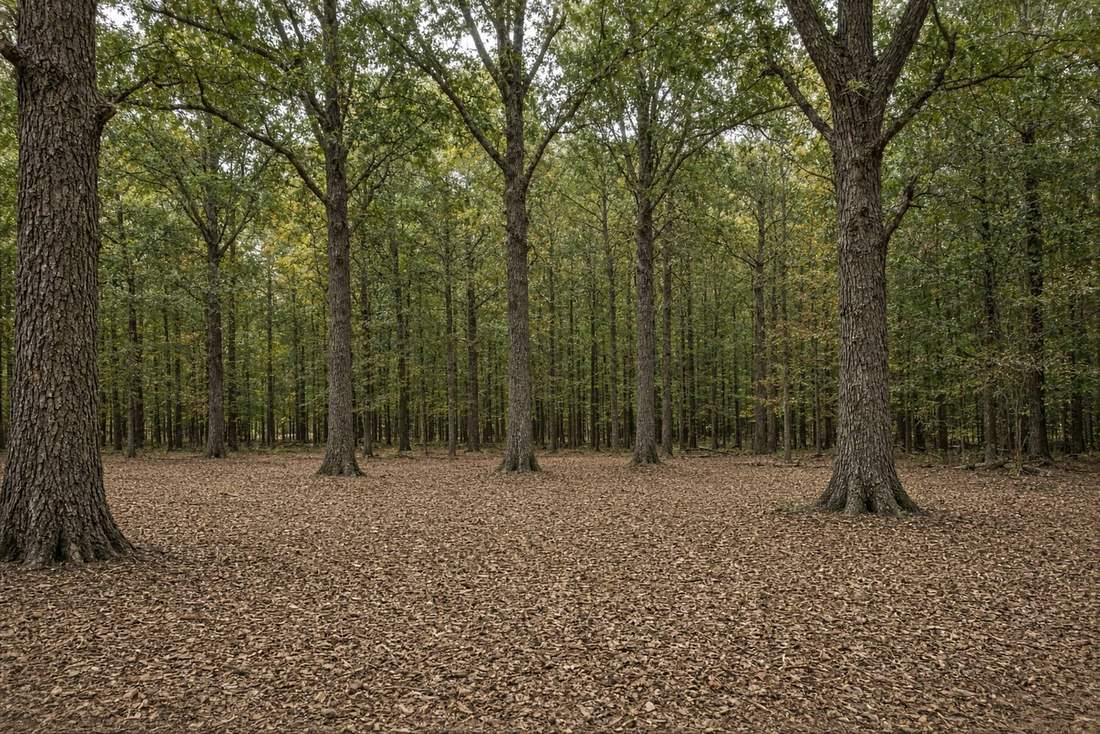 Oak woods after honeysuckle and multiflora rose were mulched