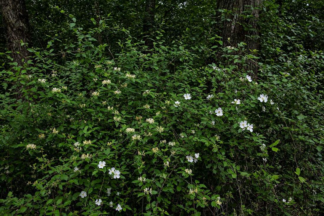 Honeysuckle and multiflora rose infestation before mulching
