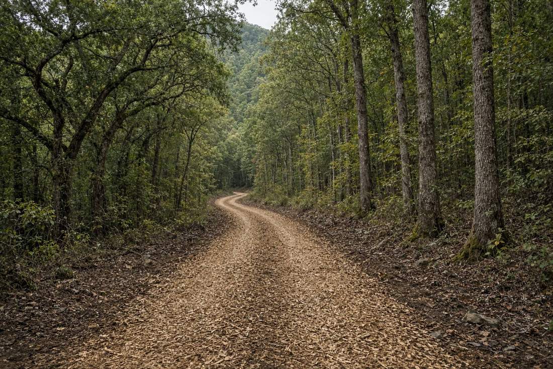 Mulched fire and fuel break through hardwoods