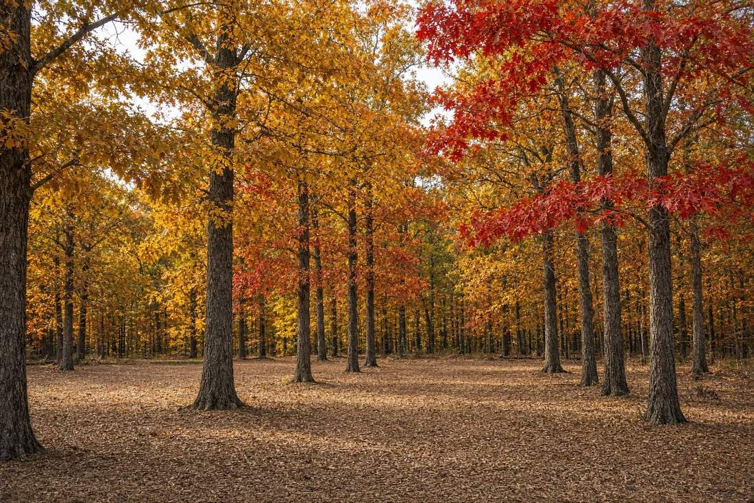 Brown County oak woodland in fall after forestry mulching, clean mulch floor with no stumps