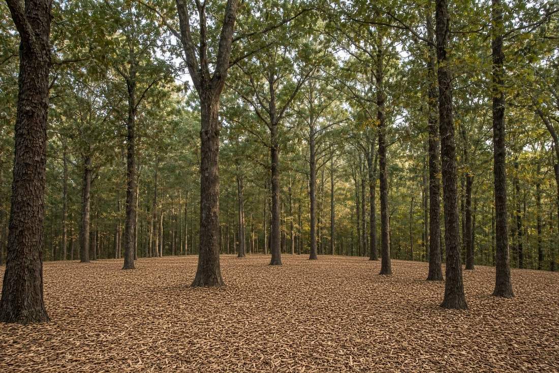 Oak woodland after forestry mulching, with an open understory and mulch on the ground