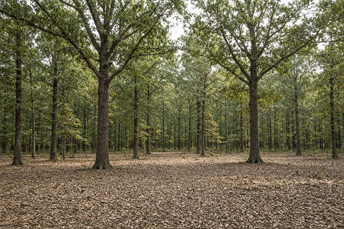 Oak-hickory stand after timber stand improvement by forestry mulching