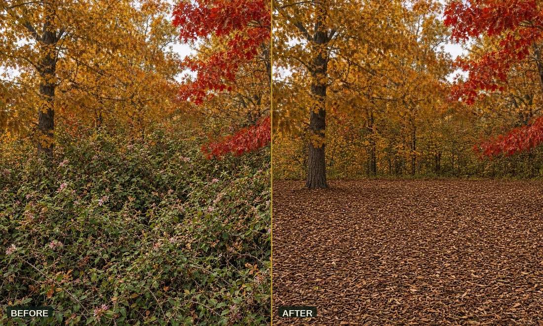 Before and after from the same woodland: overgrown understory on the left, mulched oak woods on the right
